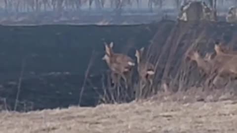 Group of deer escaping forest fire? 😱