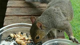 Funny squirrel checking her food in the basket 🧺🐿️ and dropped her Cheerios 😍.