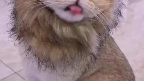 Cat face lion