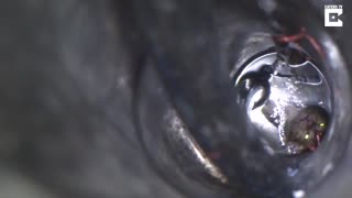 They Heard a Noise Coming From a Well and Were Horrified to See What was Trapped Down There