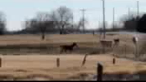 Playing with the Cows