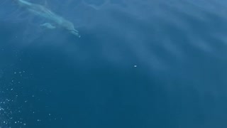 Pod of Dolphins Play Alongside Boat