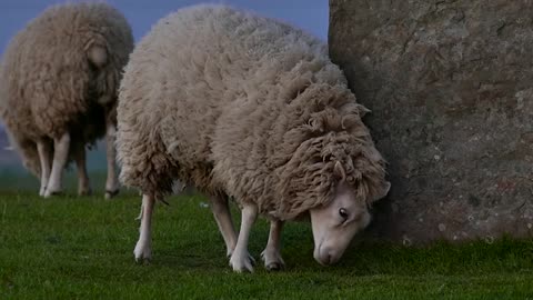 Sheep Scratching