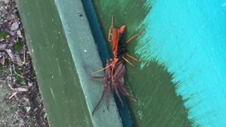 Spider Wasp Dragging a Paralyzed Huntsman