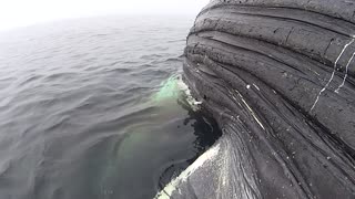 Great White Shark Feeds on Humpback Whale