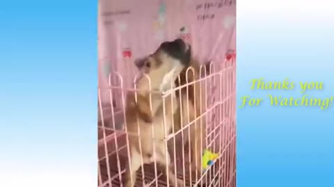 Cute Pets And Funny Animals Compilation #16 - Pets Garden playing.