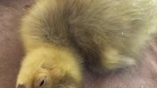 Ernie my special needs goose after hatching