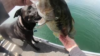 Bass Fishing Northern Ca.