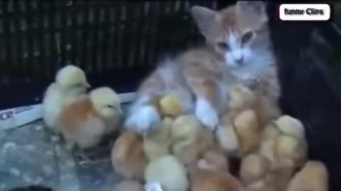 "Funny Animal Videos: Cats Adopting Baby Birds - Hilarious Compilation"