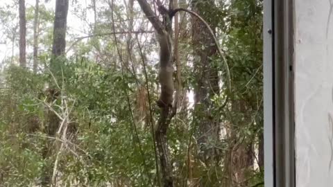 Cute & Chunky Squirrel Peeling Off Tree Trunk!