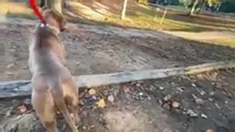 doberman attacts pitbull