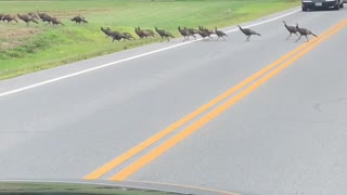 Turkeys Hold Up Traffic