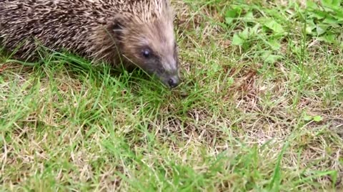 3D-printed hedgehog could help reduce lawnmower risk