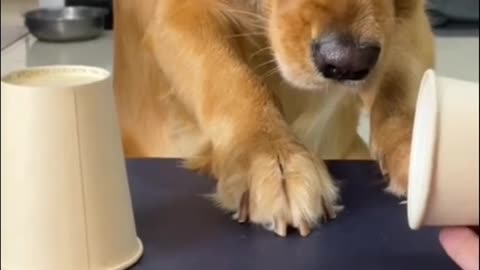 dog funny #dogs #dogs #foryou #funnyvideo #fyp #pet