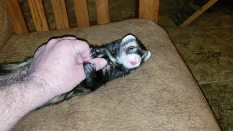 Cute little ferret loves getting belly tickled