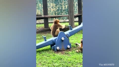 Dancing Gorillas! FUNNIEST Monkeys Video