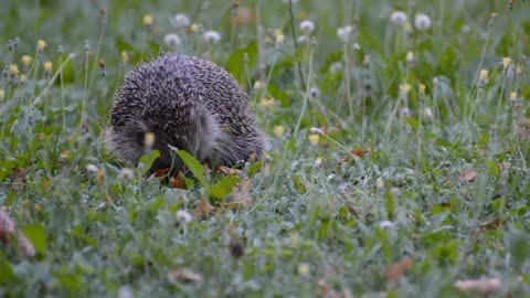 hedgehog in the field