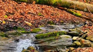Beautiful Autumn Sounds | Relaxing Music for Stress Relief