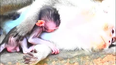 Love Small Baby Monkey - Monkey Animals 024