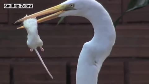 EGRET EATS MOUSE