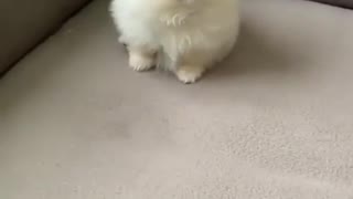 dog Trouble so cute