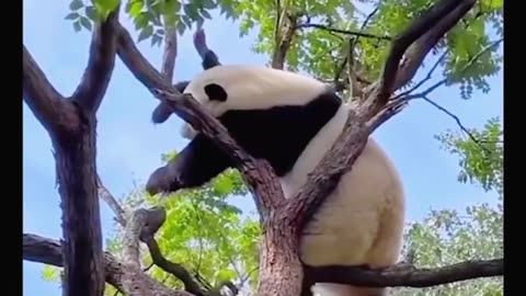 Animal🐵🐔🐶🐷🐼 funny🤣😝😜 video🎥🐼🎥 moment🐼🤣😂😄🐼