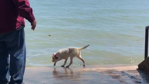 Portentoso’s Gunner Son Of Ronto - First Lake Erie Water Retrieve