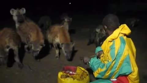 feeding hyenas