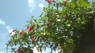 Uma árvore de hibiscos vermelhas, infelizmente todas estão fechadas [Nature & Animals]