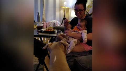 Cutest Babies Play With Dogs And Cats Compilation