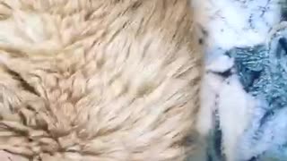 Brown mother cat licks kitties in box on blanket