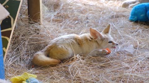 Beautiful young fox eating carriot in zoo