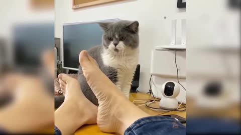 Funny Cat Video