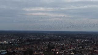 Drone Captures Beautiful Bird Flock Formations