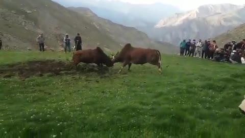 Ox funny fight