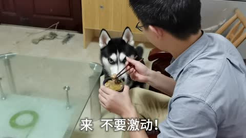 Huskies eat canned herring and smell bad off screen! ! !