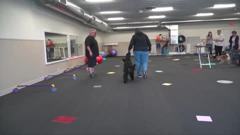 Dog training show