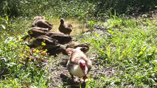 Ducks Playing in a Puddle