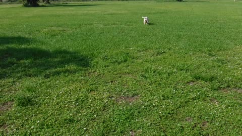 Jethro the Patriot Cane Mascot and Rescue Dog Plaing with Toni