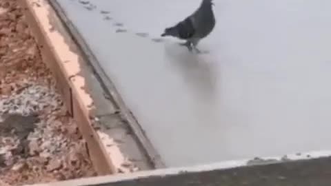 bird walking on wet concrete