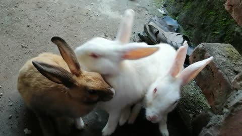 Adorable Bunnies