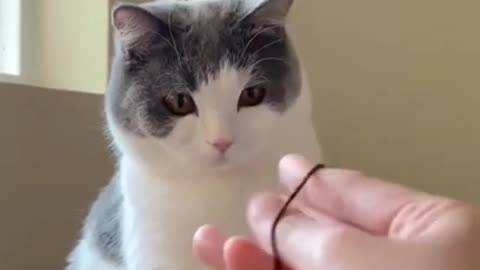 Best funny cat video | cute cats