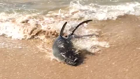 Shark Spotted on Manly Beach