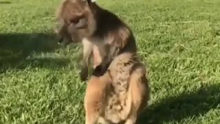 Kangaroo Animal In Family Training Exercise IN Morning Day