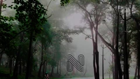 Nature's Symphony: Nadukani Estate, Wayanad | Short Film 🌳☕