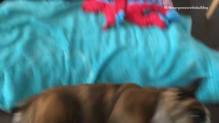 Brown bulldog puppy rolls off blue towel