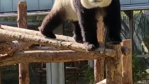 The giant panda in the tree