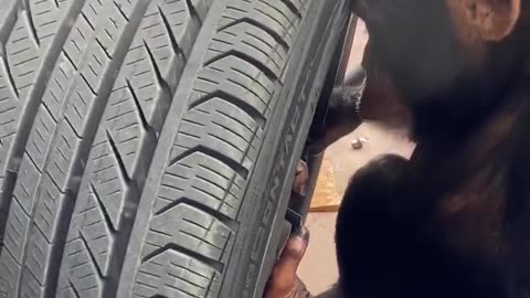 chimpanzee fix a car repairs