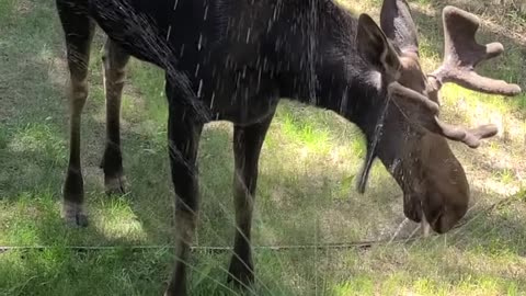 Sprinkler Moose