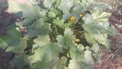 Zucchini blooms